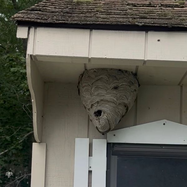 Large wasp nest attached under a house roof corner.
