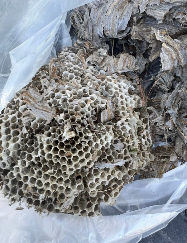 Close-up of an empty wasp nest with hexagonal cells inside a plastic bag.