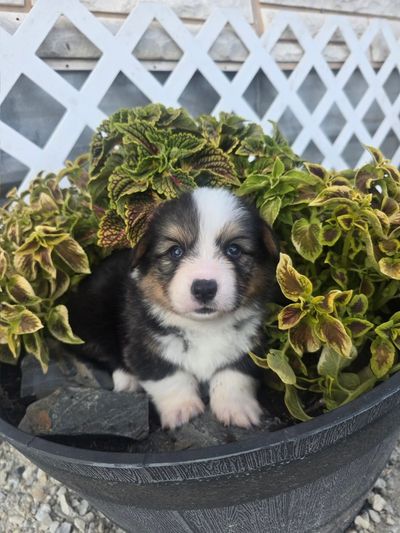 A cute puppy nestled among green plants in a black pot.