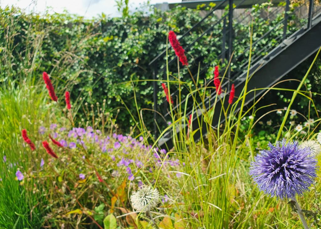 Veel bloemen en grassen die ik opneem in het beplantingsplan doen het ook prima in een vaas. Een gro