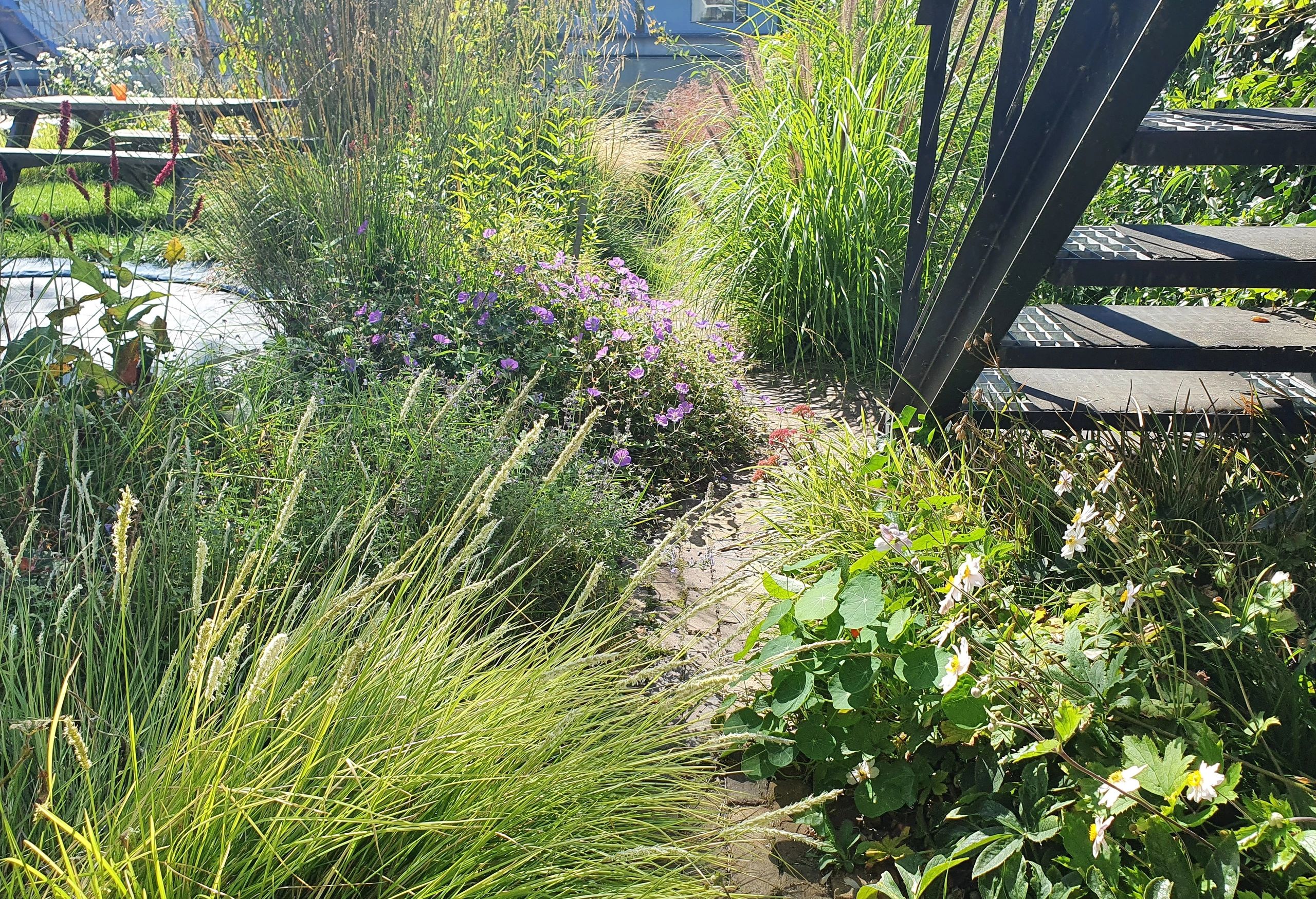 Achtertuin zomer met sesleria bloemen anemone geranium veronicastrum pennisetum persicaria bloei