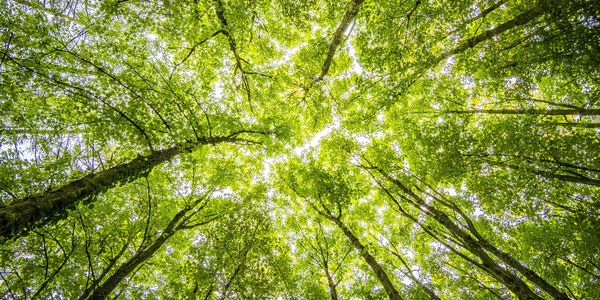Trees