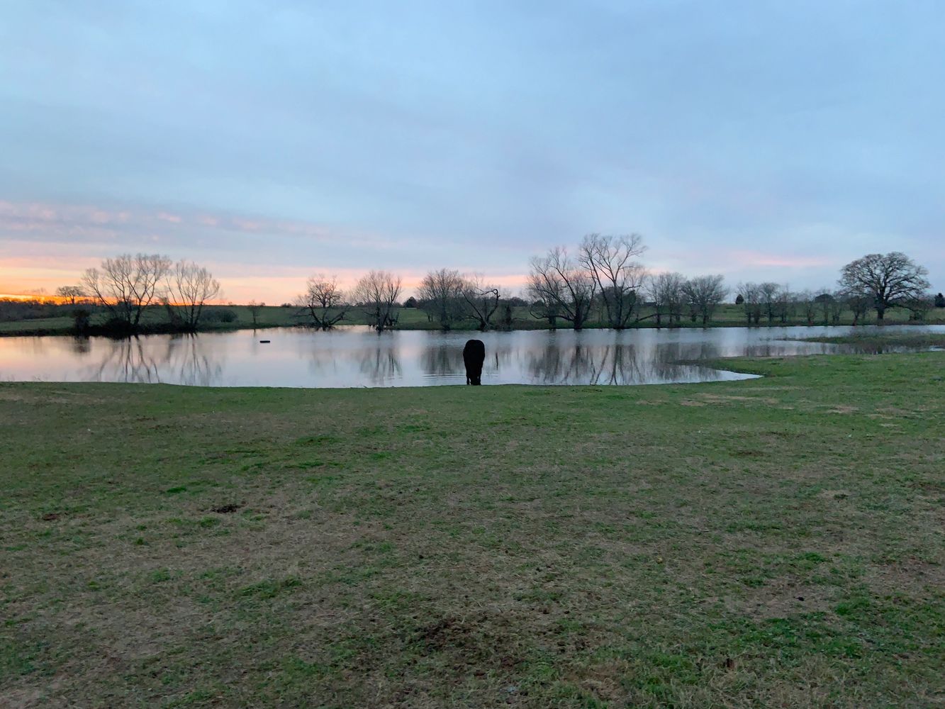 pond in pasture with horse