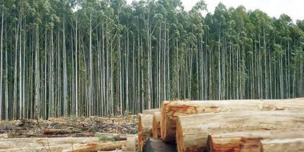 A dense eucalyptus forest with freshly cut logs in the foreground.