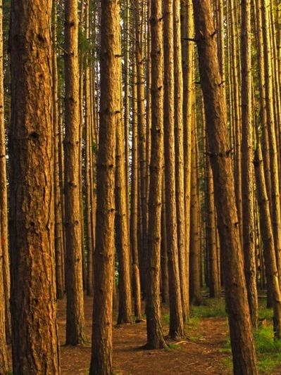 Tall pine trees in a dense forest bathed in warm sunlight.