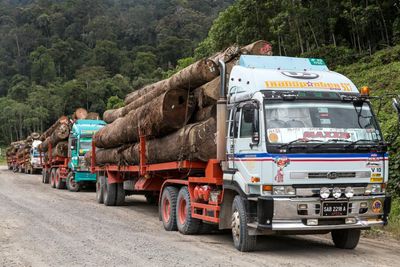Trucks carrying large logs on a forest road.