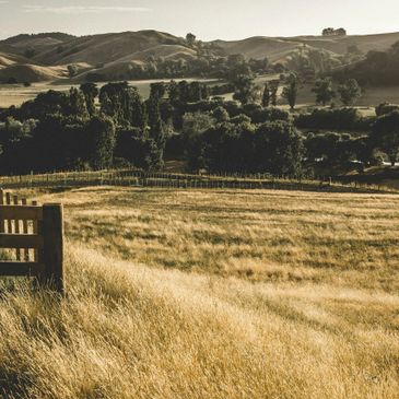 Golden fields with rolling hills and trees in the background under soft sunlight.