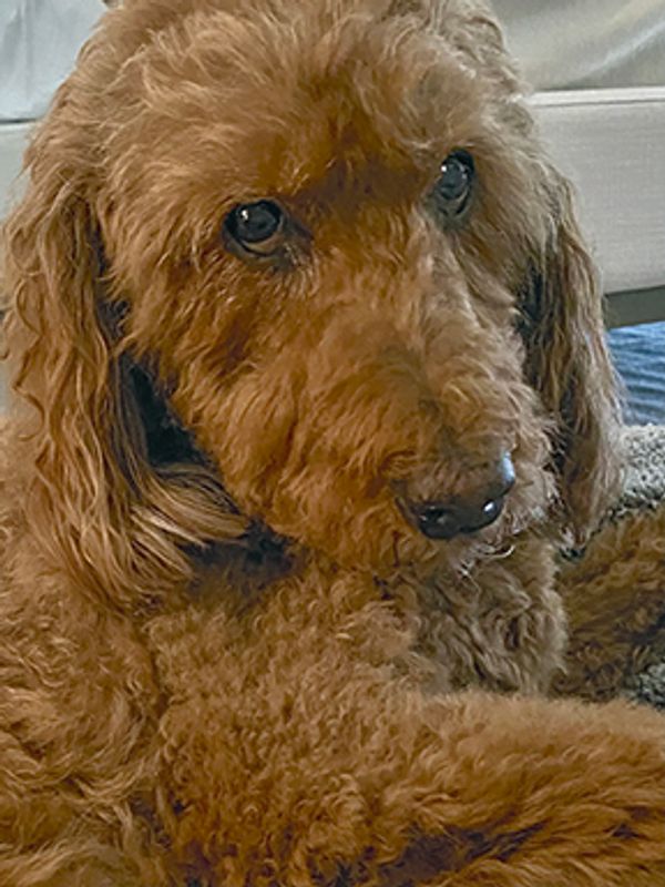 Close-up of a brown curly-haired dog.