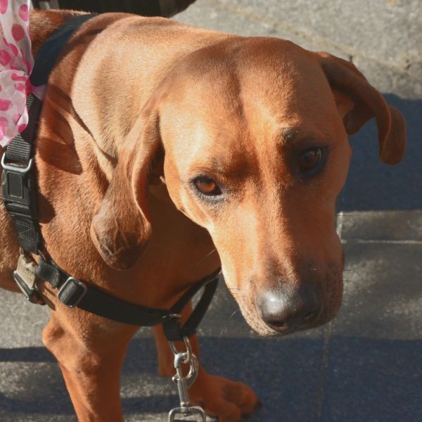 Brown dog wearing a black harness.