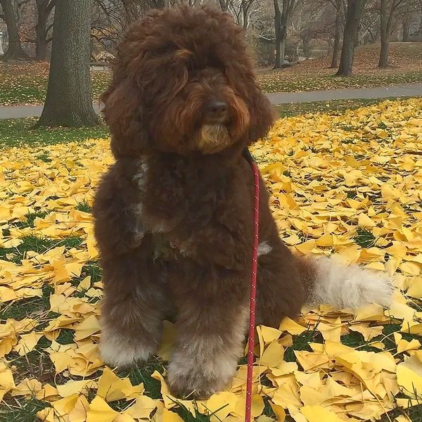 Penny, Australian Mini Labradoodle, Dog sitting in leaves, Dog in Autumn, Dog in Central Park