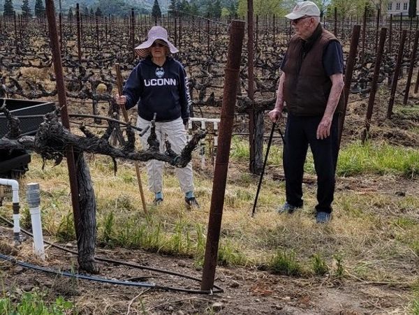 Two people inspecting grapevines in a vineyard.