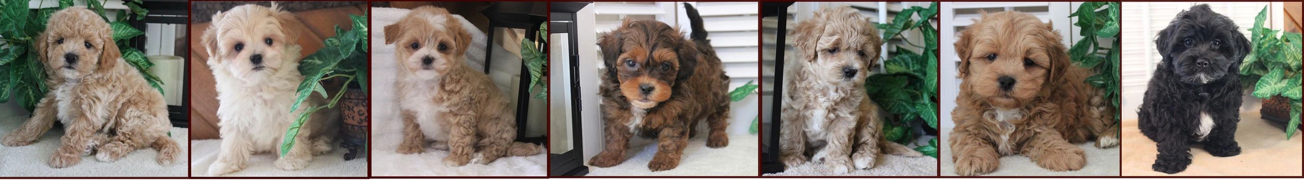 How do I apply for a puppy?