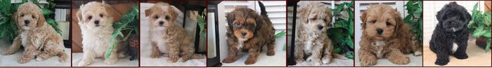 www.rollingmeadowspuppiesonline.com, poochon bichpoo bichonpoo maltipoo shichon poo Puppies for Sale