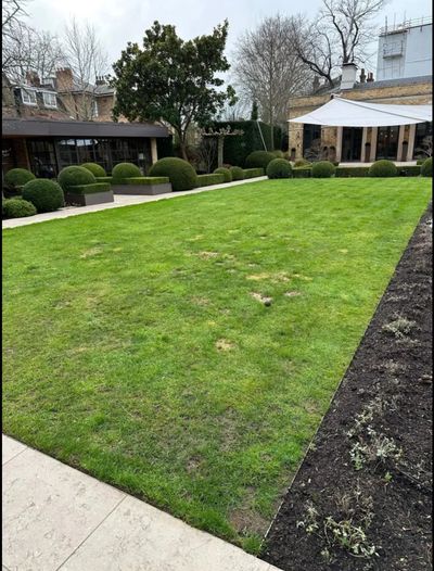 🦊 Fox damage to lawn

Fox damage to garden lawn torn up by fox activity at a London home