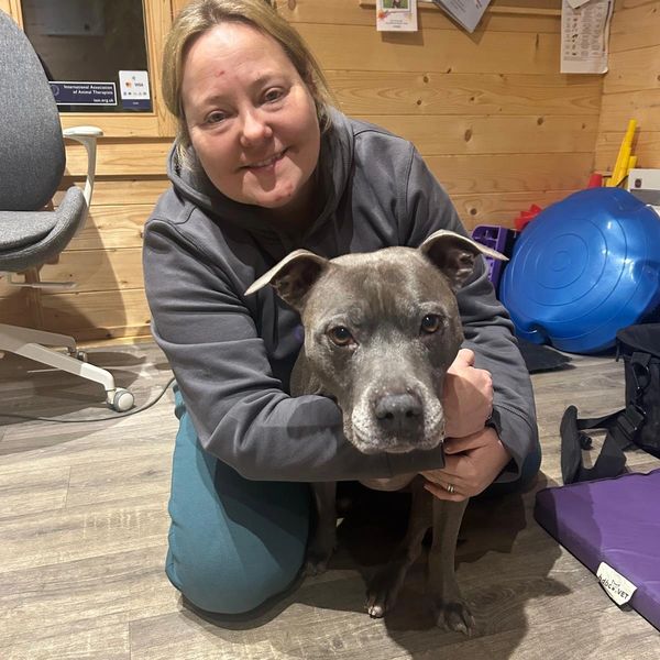 Lola a Staffordshire bull terrier with FCE and elbow OA comes for treatments monthly 