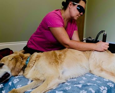 Animal Laser and Rehabilitation