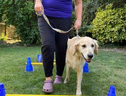 Animal Rehabilitation exercises