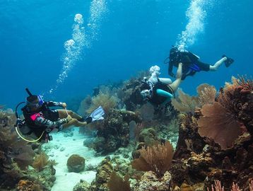 Scuba divers in the water