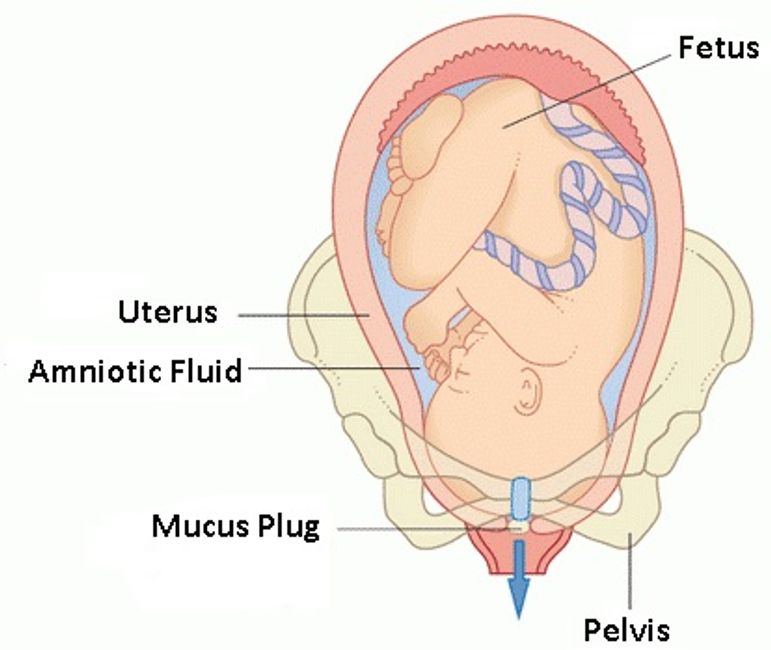 The Mucus Plug BadAssMotherBirther
