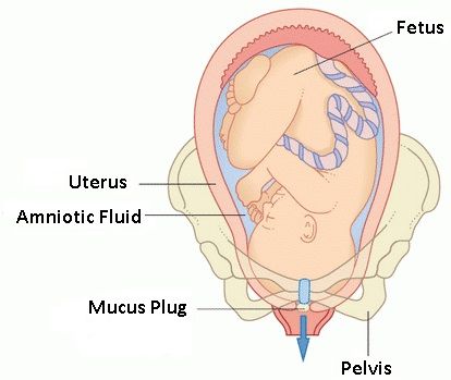 human mucus plug