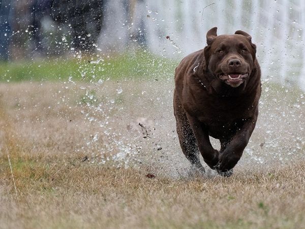 A brown dog running energetically through wet grass, splashing water.