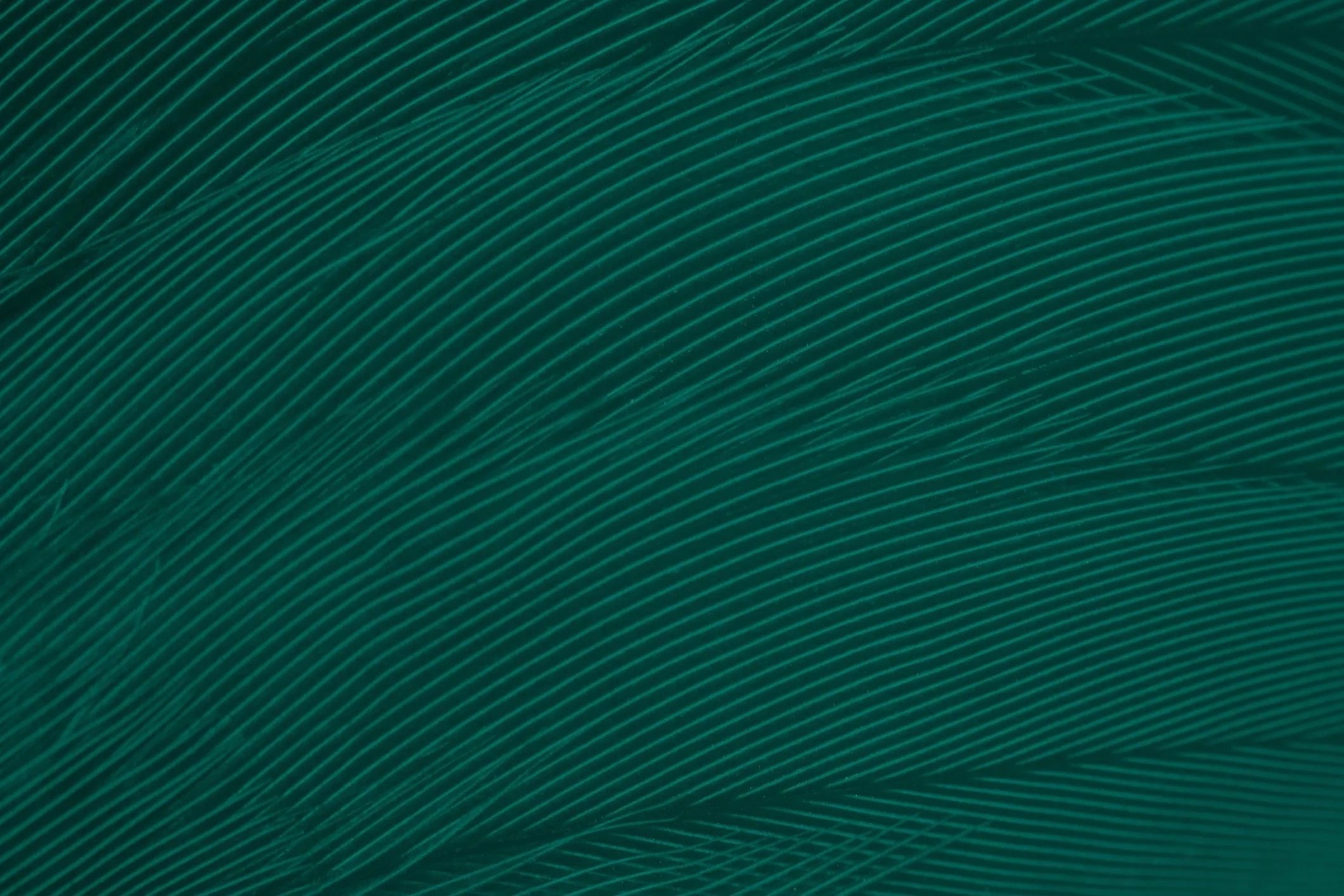 teal peacock feather