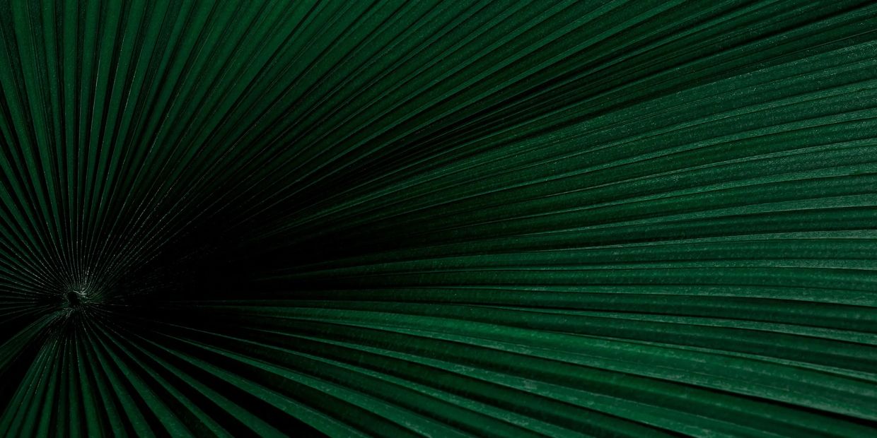 green palm frond