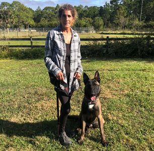 Professional dog trainer, Belgian Malinois and German Shepherd cross