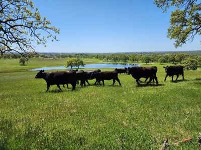 California Local Beef Directory