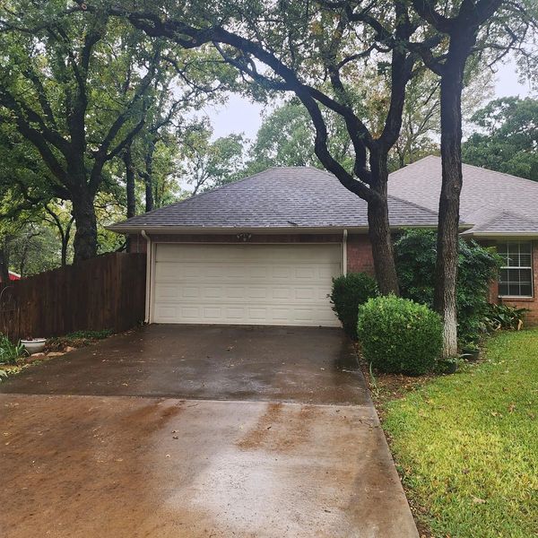 Live Oak Tree Trimming