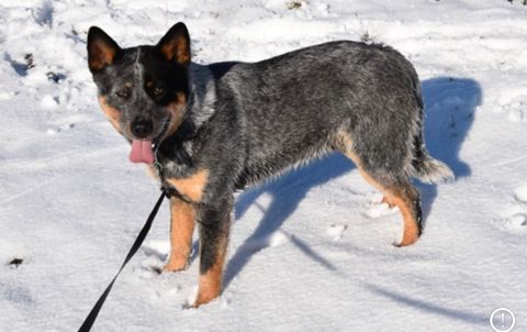 Butler Creek Blue Heelers