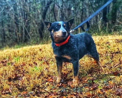 Butler Creek Blue Heelers