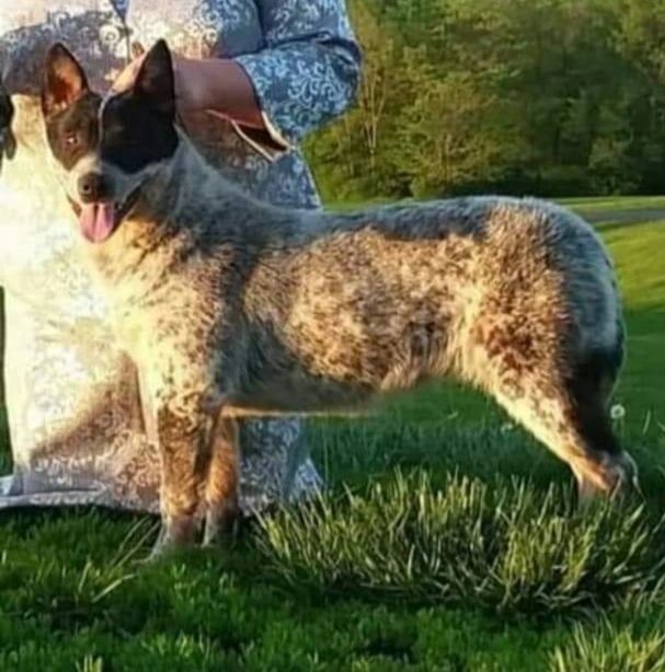 Butler Creek Blue Heelers