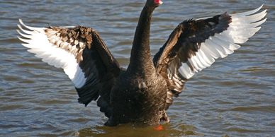 Black swan male for sale