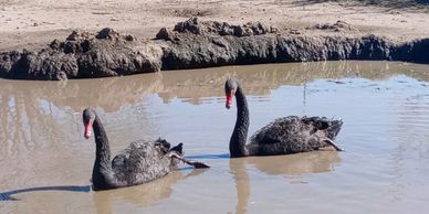 Black swan pair for sale.  Male and female pair.  Ready to ship