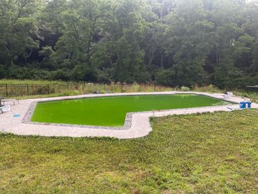 Swimming pool with green algae