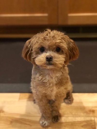 Teddy, Maltipoo boy lives in Texas