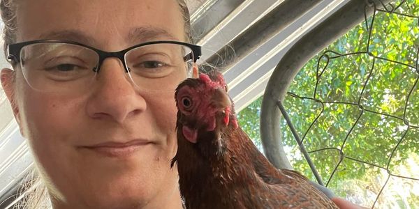 Chicken poultry sitting care