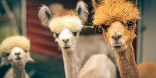 Camelid, alpaca, llama, homestead farm sitting care watch Naples, FL Collier County golden gate GGE