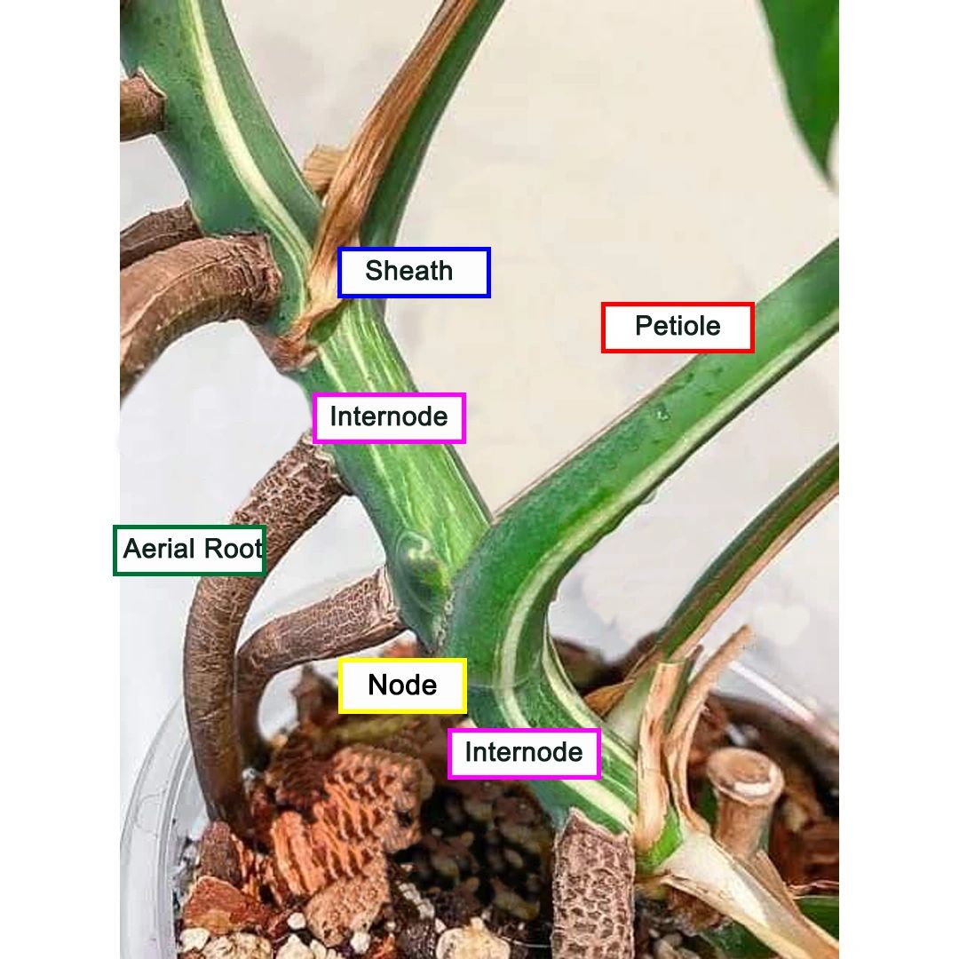 A Guide to Understanding the Anatomy of a Monstera Stem
