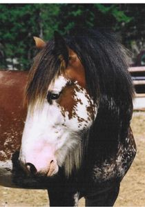 A beautiful brown and white horse with a thick mane.