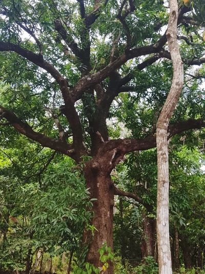 Large tree with thick branches surrounded by greenery.