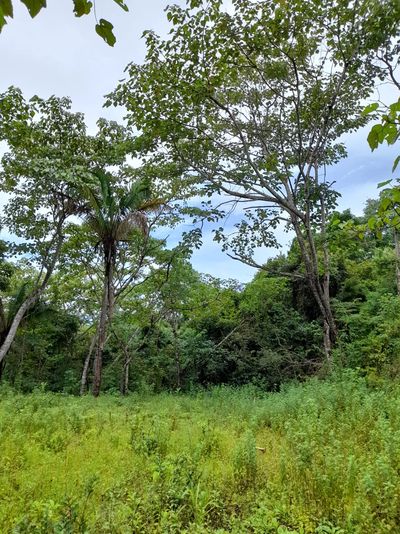 Lush green forest with tall trees and clear sky.