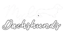 MxL Dachshunds