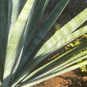 California Grown Blue Weber Agave