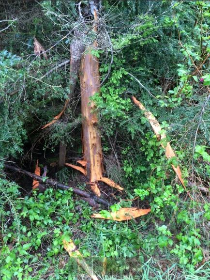 Black Bear Timber Damage Depredation 
https://big-bear-services.com/black-bear-timber-damage