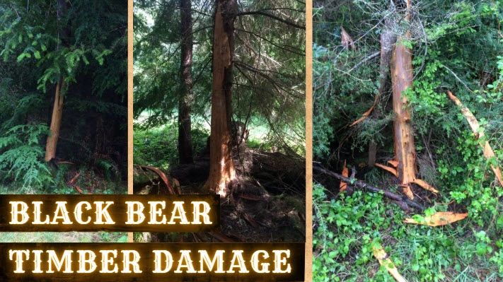 Black Bear Timber Damage in Washington: Girdled Trees, Financial Losses, and Removal Permits