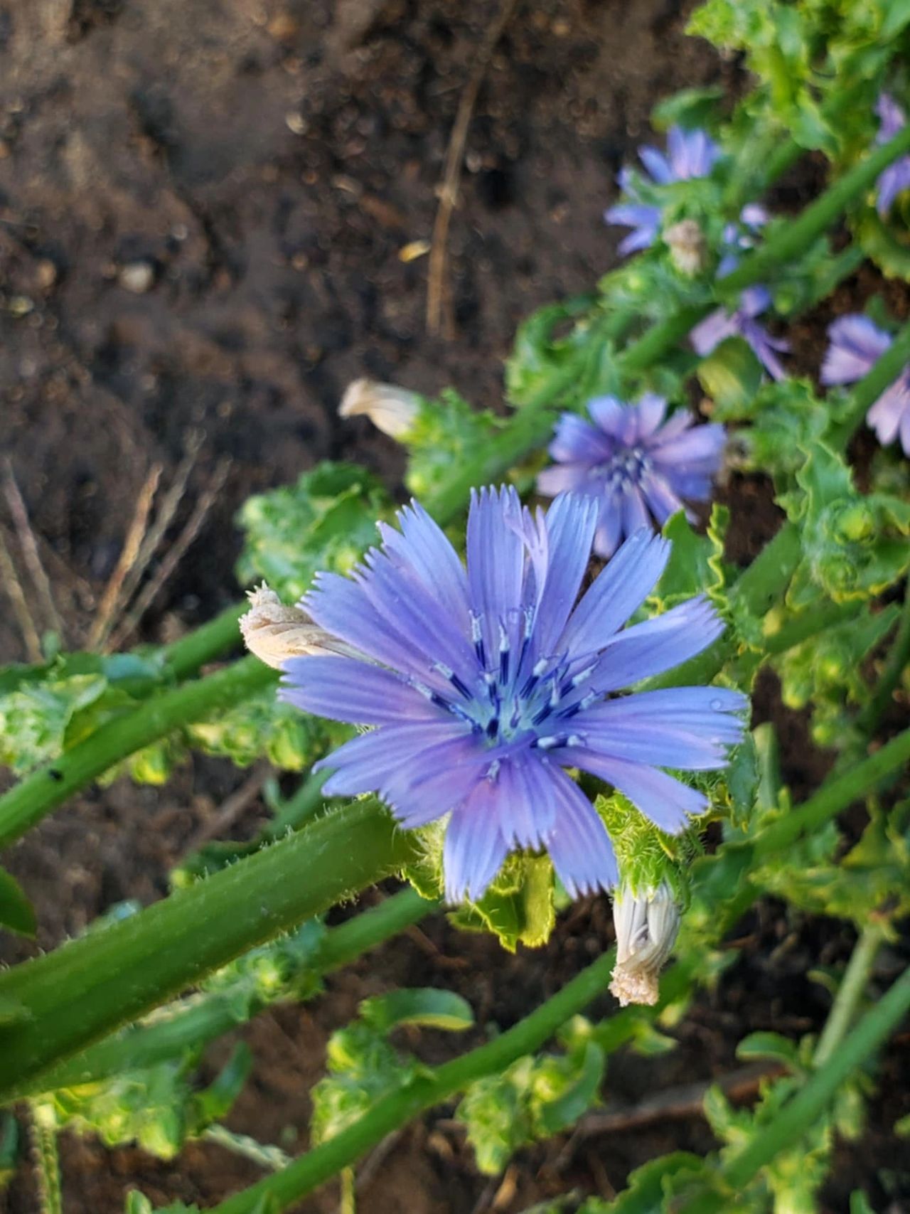 Flower from my "lettuce " plant Home grown Veggies