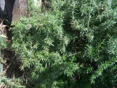 Rosemary bush