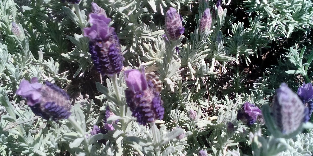 Lavender Plant